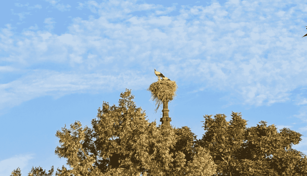 Les Cigognes de Rosheim - À propos - Nid de Cigogne