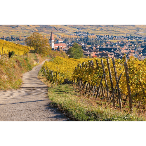 Photo de vigne en Alsace
